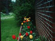 Photo of Tulips in Ruth